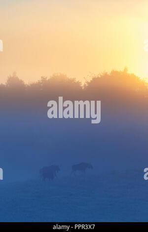 Morgendämmerung Nebel in den Sonnenaufgang mit einem Herde Mooses Stockfoto