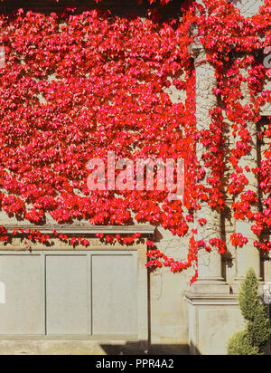 Red Ivy (oberhalb der Gedenkstätte Benennen von Einheimischen in den ersten Weltkrieg) an der Wand von Alfred Osten Galerie des Rates in Kettering, England Stockfoto