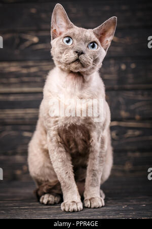 Devon-rex Rasse Katze sitzt auf einem dunklen Hintergrund Stockfoto
