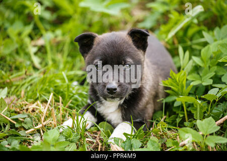 Junge Welpen Hund fotografiert im Freien auf Gras im Garten. Stockfoto
