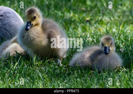 Kanadagänse (Branta canadensis) Küken aus nächster Nähe auf dem Boden. Stockfoto
