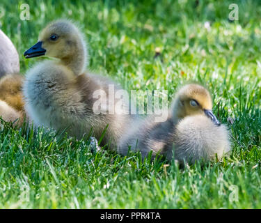 Kanadagänse (Branta canadensis) Küken aus nächster Nähe auf dem Boden. Stockfoto