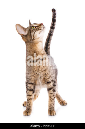 Serengeti Kätzchen spielen auf weißen Hintergrund. Katze auf Weiß Stockfoto