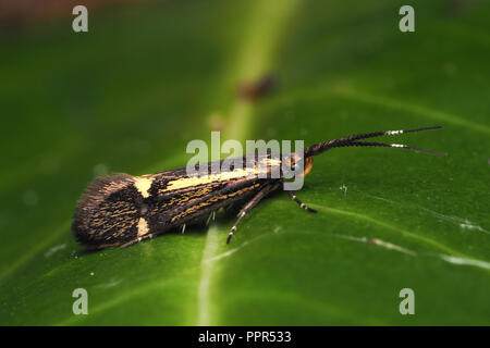 Esperia sulfurella Motte ruht auf Rhododendron. Tipperary, Irland Stockfoto