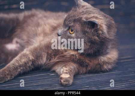 Katze ohne Rasse. Eine einfache graue Katze auf einem dunklen Hintergrund. Stockfoto