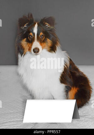 Eine schöne Shetland Sheepdog (Sheltie) Welpe sitzt mit einem leeren Anmelden nach Wunsch gefüllt werden. Stockfoto