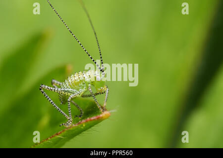 Gesprenkelte Bush Cricket Nymphe (Leptophyes punctatissima) ruht auf dem Rand des Blattes. Tipperary, Irland Stockfoto