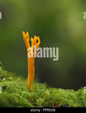 Gelbe Stagshorn Pilz (Calocera viscosa) in conifer Wälder. Tipperary, Irland Stockfoto