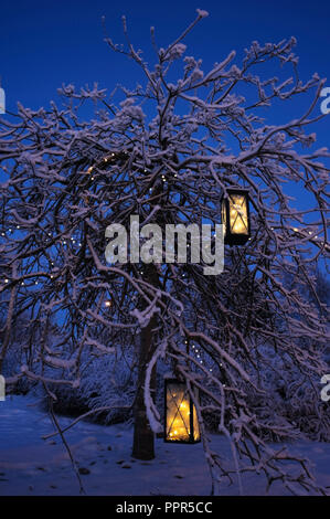 Laternen und Weihnachtsbeleuchtung aufhängen in Rowan Tree Branches. WInter in der Dämmerung. Stockfoto