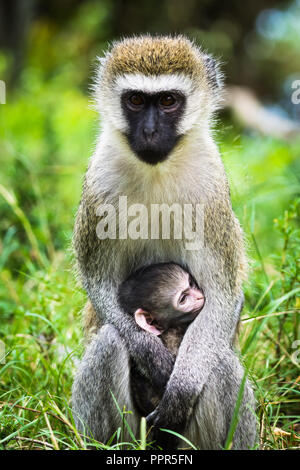 Meerkatze (Chlorocebus Pygerythrus) Ernährung ihrer Babys, Masai Mara, Kenia Stockfoto