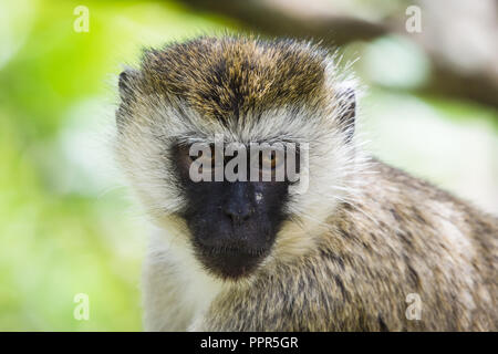 Meerkatze (Chlorocebus Pygerythrus), Masai Mara, Kenia Stockfoto