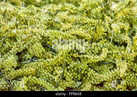 Caulerpa lentillifera ist in der Regel raw mit Essig gegessen, als Snack oder in einen Salat. Stockfoto