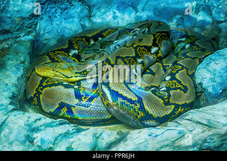 Albino Netzpython. Python Schlange gelb auf dem Holztisch liegend ...