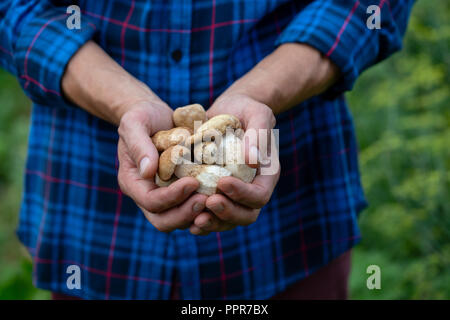 Wald Pilze in den Händen Stockfoto