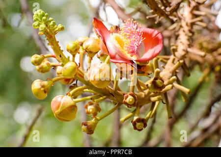 Couroupita guianensis, von mehreren gemeinsamen Namen, darunter cannonball Baum bezeichnet, ist ein Laubbaum in der Familie Lecythidaceae. Stockfoto