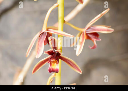 Cymbidium aloifolium mit der Verteilung von Arten in Südostasien. Epiphytisch Orchidee ist in den Bäumen mehr thront. Stockfoto