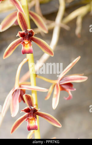 Cymbidium aloifolium mit der Verteilung von Arten in Südostasien. Epiphytisch Orchidee ist in den Bäumen mehr thront. Stockfoto