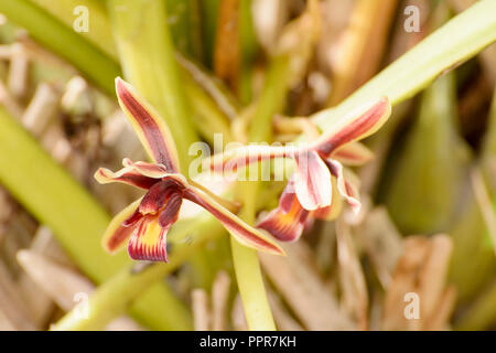 Cymbidium aloifolium mit der Verteilung von Arten in Südostasien. Epiphytisch Orchidee ist in den Bäumen mehr thront. Stockfoto