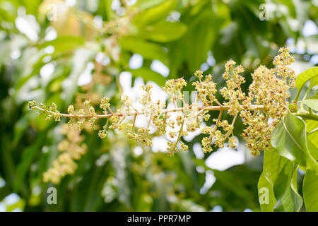 Die Blüten stehen in Terminal Rispen 10 - 40 cm lang. Stockfoto