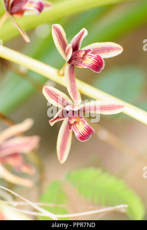 Cymbidium aloifolium mit der Verteilung von Arten in Südostasien. Epiphytisch Orchidee ist in den Bäumen mehr thront. Stockfoto