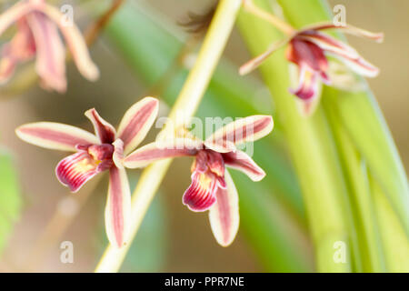 Cymbidium aloifolium mit der Verteilung von Arten in Südostasien. Epiphytisch Orchidee ist in den Bäumen mehr thront. Stockfoto