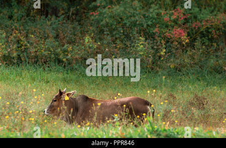 Braun Milchkuh auf einer blühenden Wiese mit hohem Gras, an einem sonnigen Tag im September, in Schwäbisch Hall, Deutschland. Stockfoto