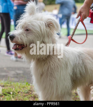 Weiße Half-breed Ardennes Bouvier, Sommer Tag Stockfoto