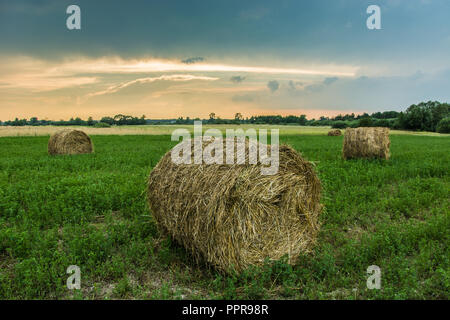 Heuballen auf der grünen Wiese Stockfoto