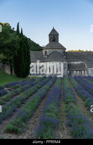 Die berühmten Abbaye Notre-Dame de Sénanque mit Lavendel Feld im Vordergrund, Provence, Frankreich Stockfoto