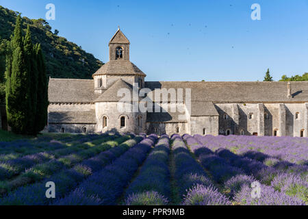 Die berühmten Abbaye Notre-Dame de Sénanque mit Lavendel Feld im Vordergrund, Provence, Frankreich Stockfoto