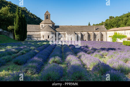 Die berühmten Abbaye Notre-Dame de Sénanque mit Lavendel Feld im Vordergrund, Provence, Frankreich Stockfoto