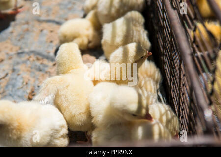 Baby Huhn, wunderschönen, kleinen gelben Küken in Metall net cage Box für den Verkauf auf eine faire platziert sind. Inkubator Hühner zum Verkauf. Die Landwirtschaft. Landwirtschaft. Stockfoto