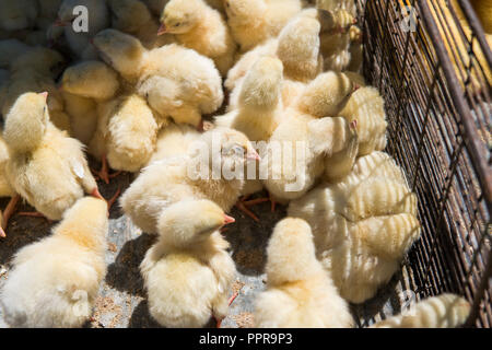 Baby Huhn, wunderschönen, kleinen gelben Küken in Metall net cage Box für den Verkauf auf eine faire platziert sind. Inkubator Hühner zum Verkauf. Die Landwirtschaft. Landwirtschaft. Stockfoto