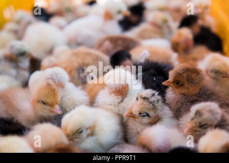 Baby Huhn, wunderschönen, kleinen gelben Küken in Kunststoff cage Box für den Verkauf auf eine faire platziert sind. Inkubator Hühner zum Verkauf. Die Landwirtschaft. Landwirtschaft. Stockfoto