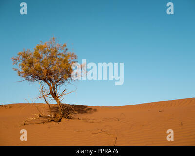 Einzigen trockenen Baum in der Wüste Sahara in Marokko Stockfoto