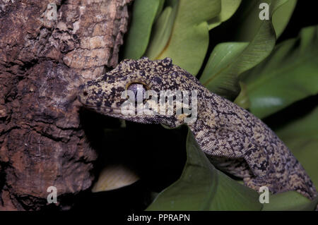 Nicht 1084769 GARGOYLE GECKO Rhacodactylus auriculatus holprigen gecko Neukaledonien Neukaledonien Stockfoto