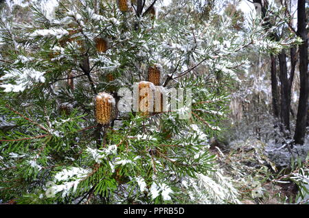 Nahaufnahme von orange Flasche mit Bürste mit Schnee bedeckt. Einheimische australische Blume orange bottlebrush Strauch im Winter blühen. Banksia ericifolia mit Stockfoto