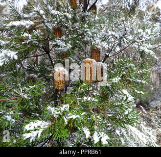 Nahaufnahme von orange Flasche mit Bürste mit Schnee bedeckt. Einheimische australische Blume orange bottlebrush Strauch im Winter blühen. Banksia ericifolia mit Stockfoto