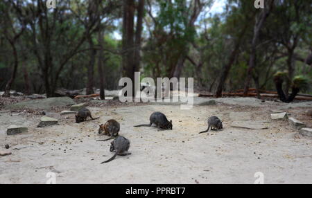 Rock Wallabies sind mit braunen und gelben Ringe an ihren Schwanz, gelben Pfoten, grauen Pelz, die ihre Körper und einen weißen Bauch mit weißen Streifen auf Ihre Stockfoto