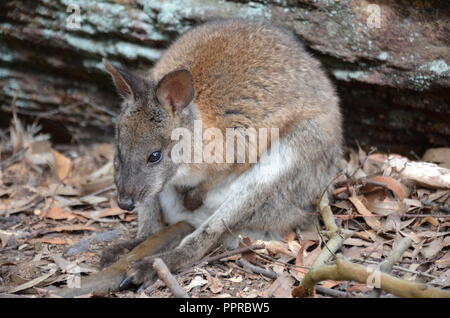 Rock Wallabies sind mit braunen und gelben Ringe an ihren Schwanz, gelben Pfoten, grauen Pelz, die ihre Körper und einen weißen Bauch mit weißen Streifen auf Ihre Stockfoto