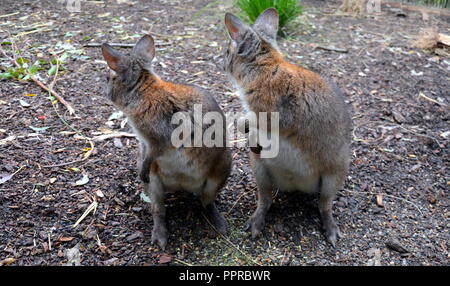 Gelb-footed Rock Wallabies sind mit braunen und gelben Ringe an ihren Schwanz, gelben Pfoten, grauen Pelz, die ihre Körper und einen weißen Bauch mit weißen St Stockfoto