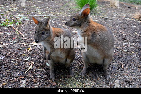 Gelb-footed Rock Wallabies sind mit braunen und gelben Ringe an ihren Schwanz, gelben Pfoten, grauen Pelz, die ihre Körper und einen weißen Bauch mit weißen St Stockfoto