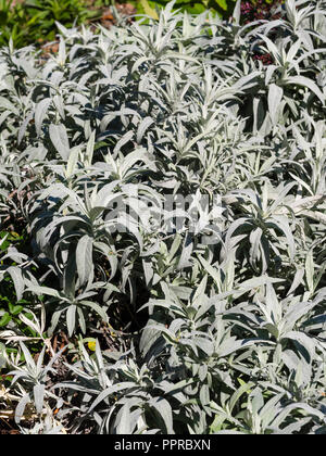 Silbriges Laub der Boden abdecken winterharte Staude, Artemisia ludoviciana 'Valerie Finnis' Stockfoto