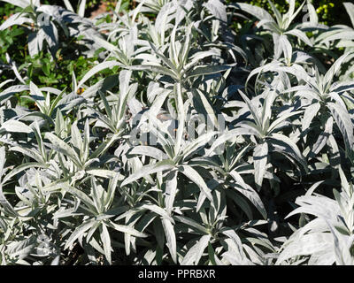 Silbriges Laub der Boden abdecken winterharte Staude, Artemisia ludoviciana 'Valerie Finnis' Stockfoto