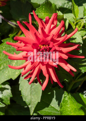 Helles Rot Halb kaktusblüte der langen Blütezeit Sommer Beetpflanze, Dahlie Red Pigmy' Stockfoto