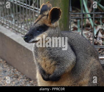Gelb-footed Rock Wallabies sind mit braunen und gelben Ringe an ihren Schwanz, gelben Pfoten, grauen Pelz, die ihre Körper und einen weißen Bauch mit weißen St Stockfoto