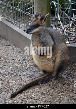 Gelb-footed Rock Wallabies sind mit braunen und gelben Ringe an ihren Schwanz, gelben Pfoten, grauen Pelz, die ihre Körper und einen weißen Bauch mit weißen St Stockfoto