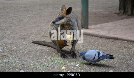 Gelb-footed Rock Wallabies sind mit braunen und gelben Ringe an ihren Schwanz, gelben Pfoten, grauen Pelz, die ihre Körper und einen weißen Bauch mit weißen St Stockfoto