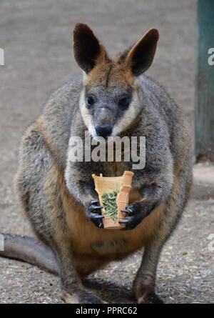 Gelb-footed Rock Wallabies sind mit braunen und gelben Ringe an ihren Schwanz, gelben Pfoten, grauen Pelz, die ihre Körper und einen weißen Bauch mit weißen St Stockfoto