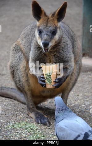Gelb-footed Rock Wallabies sind mit braunen und gelben Ringe an ihren Schwanz, gelben Pfoten, grauen Pelz, die ihre Körper und einen weißen Bauch mit weißen St Stockfoto